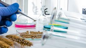 В России проведут госмониторинг почти 44 млн тонн пшеницы